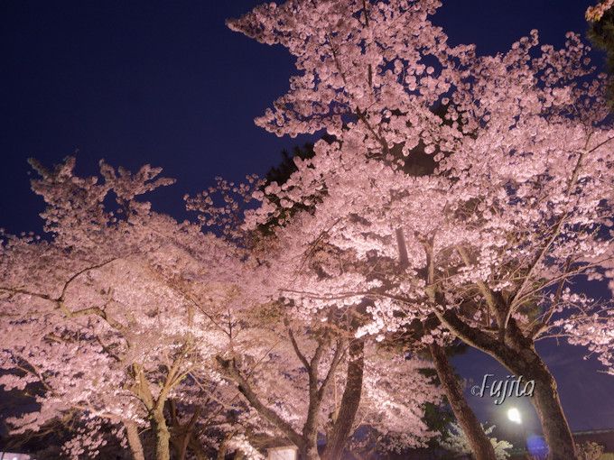 京都 嵐山の桜は中之島公園がおすすめ 夜桜ライトアップも必見 京都府 Lineトラベルjp 旅行ガイド