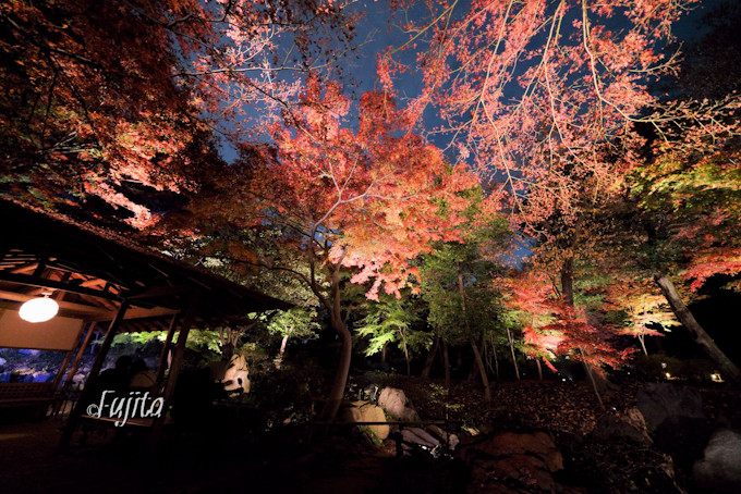 六義園の紅葉はライトアップが凄い 東京を代表する夜の紅葉狩り名所 東京都 Lineトラベルjp 旅行ガイド