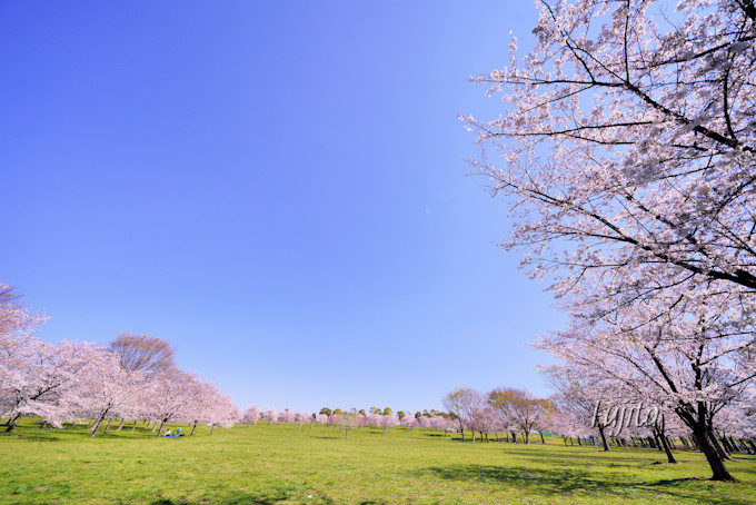 千本桜が広大な緑地とコラボ 東京 舎人公園の花見は穴場 東京都 Lineトラベルjp 旅行ガイド