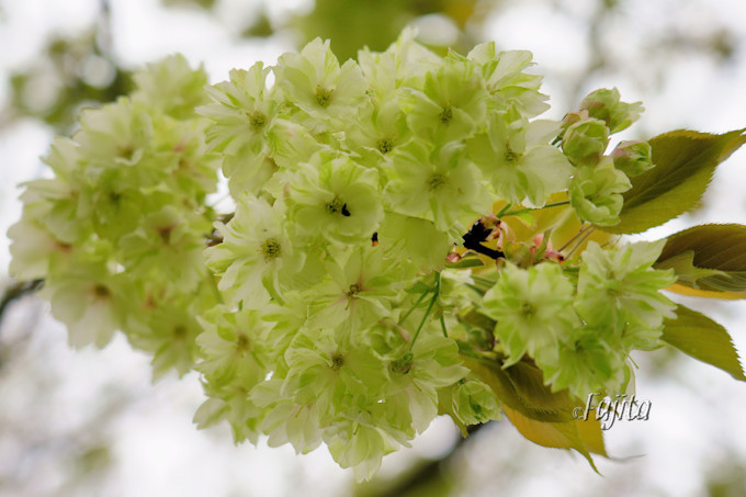 種類 珍しい 桜 桜の種類、いくつある？名前の由来や開花時期を紹介 ｜