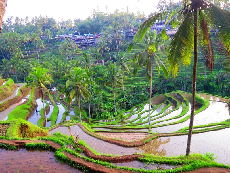 絶景の中へ バリ島 テガラランの美しいライステラスを散策 インドネシア Lineトラベルjp 旅行ガイド