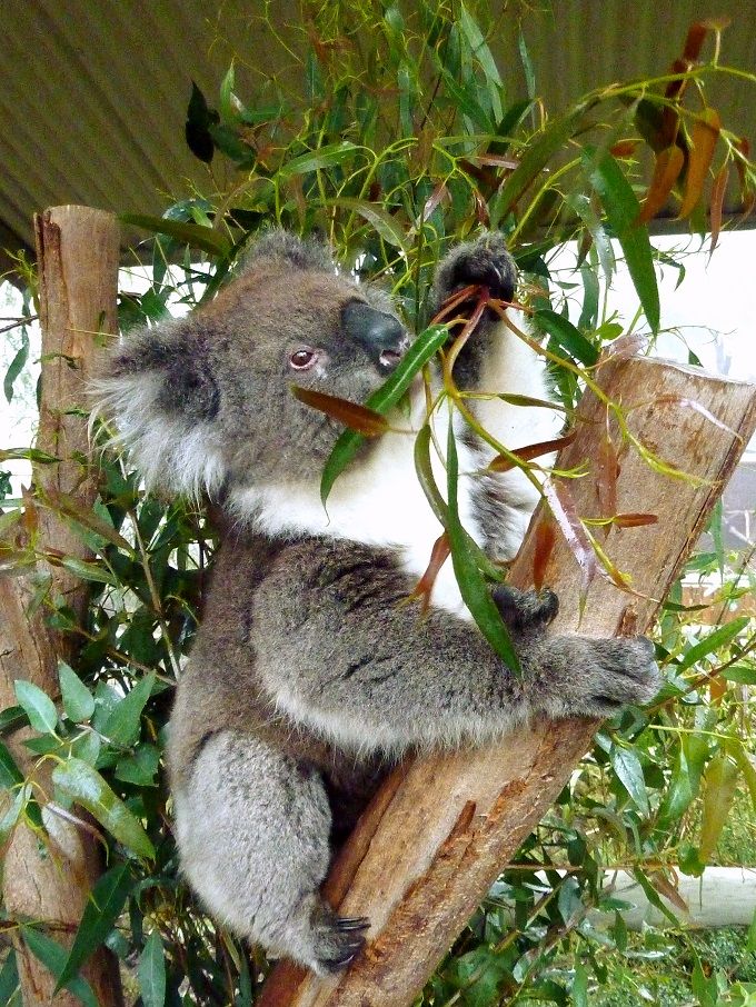 野生のコアラとハグしたい 豪州 アデレード ヒルズ オーストラリア Lineトラベルjp 旅行ガイド