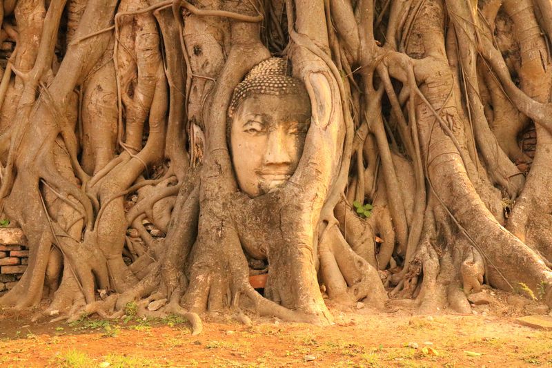 木の根に覆われた仏頭 アユタヤ遺跡 ワット マハタート タイ Lineトラベルjp 旅行ガイド
