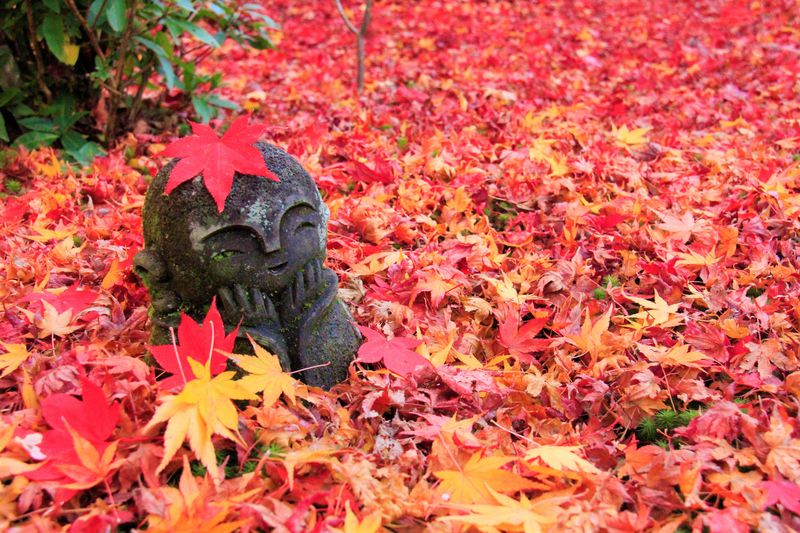 混雑は嫌 京都紅葉名所おすすめ 穴場の観光スポット15選 京都府 Lineトラベルjp 旅行ガイド