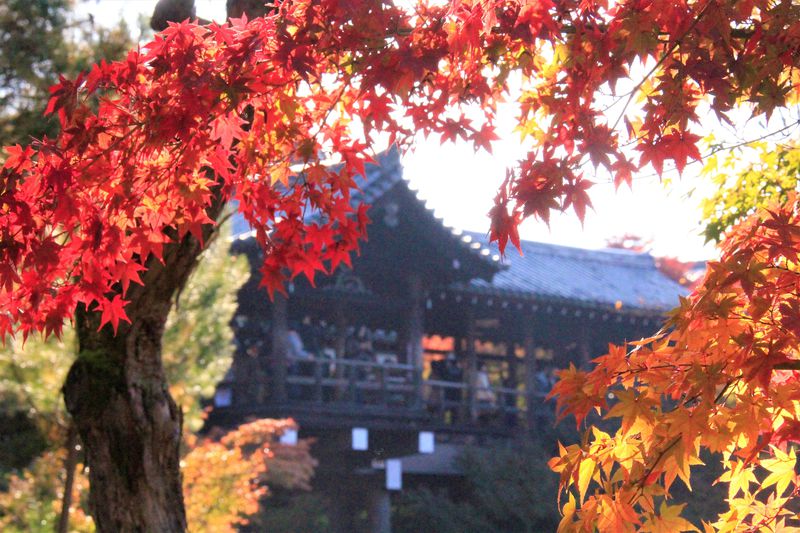 京都の紅葉名所 東福寺 はおすすめ 紅葉の見ごろ 穴場スポットは 京都府 Lineトラベルjp 旅行ガイド