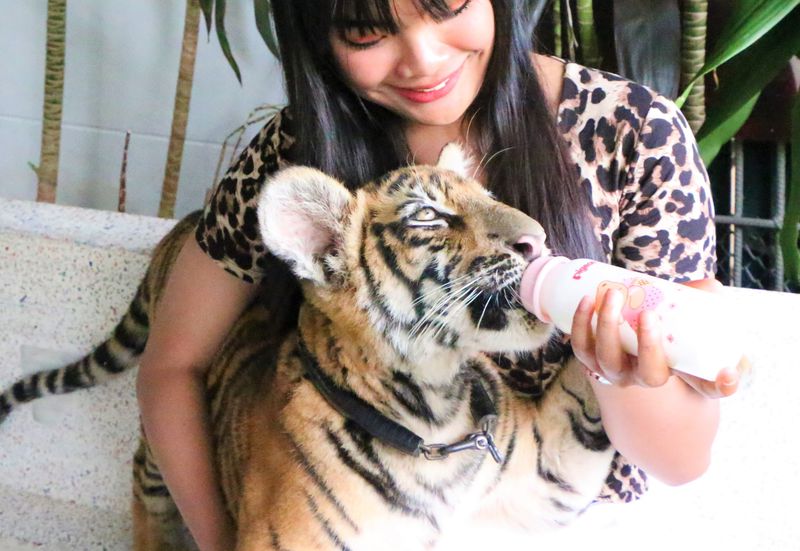 タイでトラと写真が撮れる穴場 アクアリウム タイガー動物園 タイ Lineトラベルjp 旅行ガイド