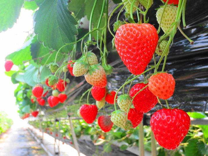 日光で唯一のイチゴ狩り 日光ストロベリーパーク は減農薬有機栽培 栃木県 Lineトラベルjp 旅行ガイド