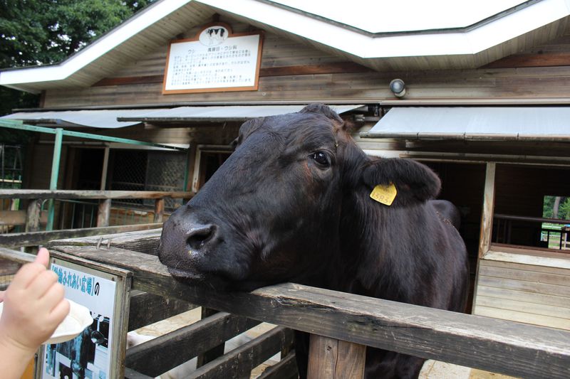 那須 千本松牧場 可愛い動物たち 気球や温泉も 一日中遊べちゃうその魅力とは 栃木県 Lineトラベルjp 旅行ガイド