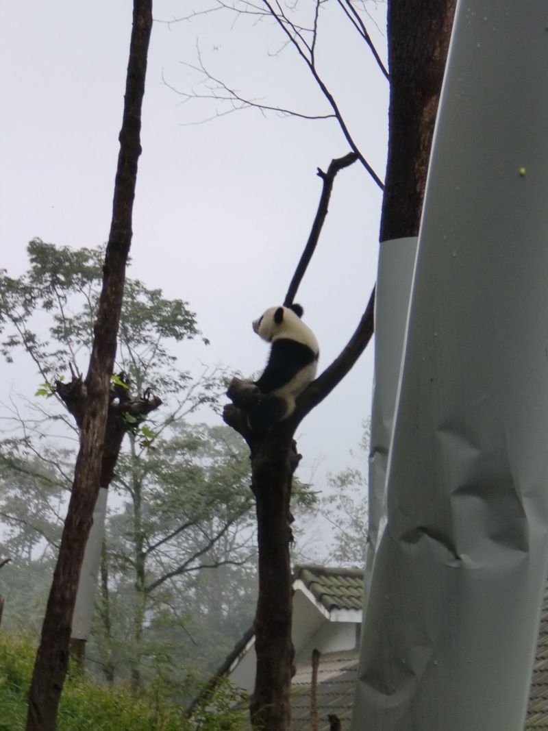 胸キュン かわいい赤ちゃんも 中国四川へ木登りパンダを見に行こう 中国 Lineトラベルjp 旅行ガイド