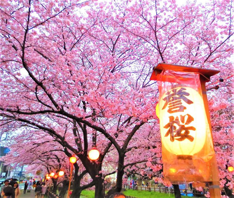 川越のお勧めお花見スポットはココ 小江戸の桜景色5選 埼玉県 Lineトラベルjp 旅行ガイド