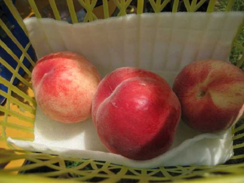 旬はすぐそこ あま い桃が 食べ放題 の桃狩りへｇｏ 山梨おすすめグルメ 山梨県 Lineトラベルjp 旅行ガイド