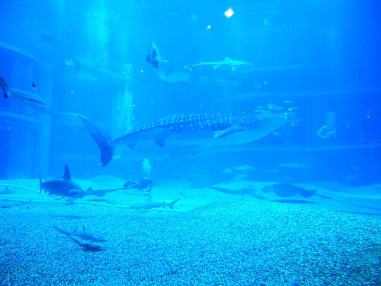 ジンベイザメに癒される ８階建ての超大型水族館 海遊館 へ行こう 大阪府 Lineトラベルjp 旅行ガイド