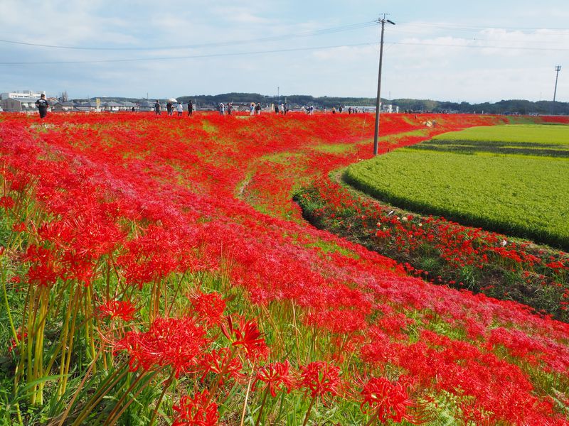 300万本の彼岸花は圧巻 愛知 半田の矢勝川 ごんぎつね をさがす旅 愛知県 Lineトラベルjp 旅行ガイド