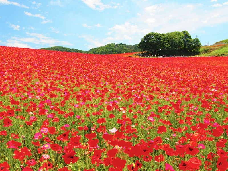 メディアでじわじわキテる 天空のポピー 畑が埼玉に出現 埼玉県 Lineトラベルjp 旅行ガイド