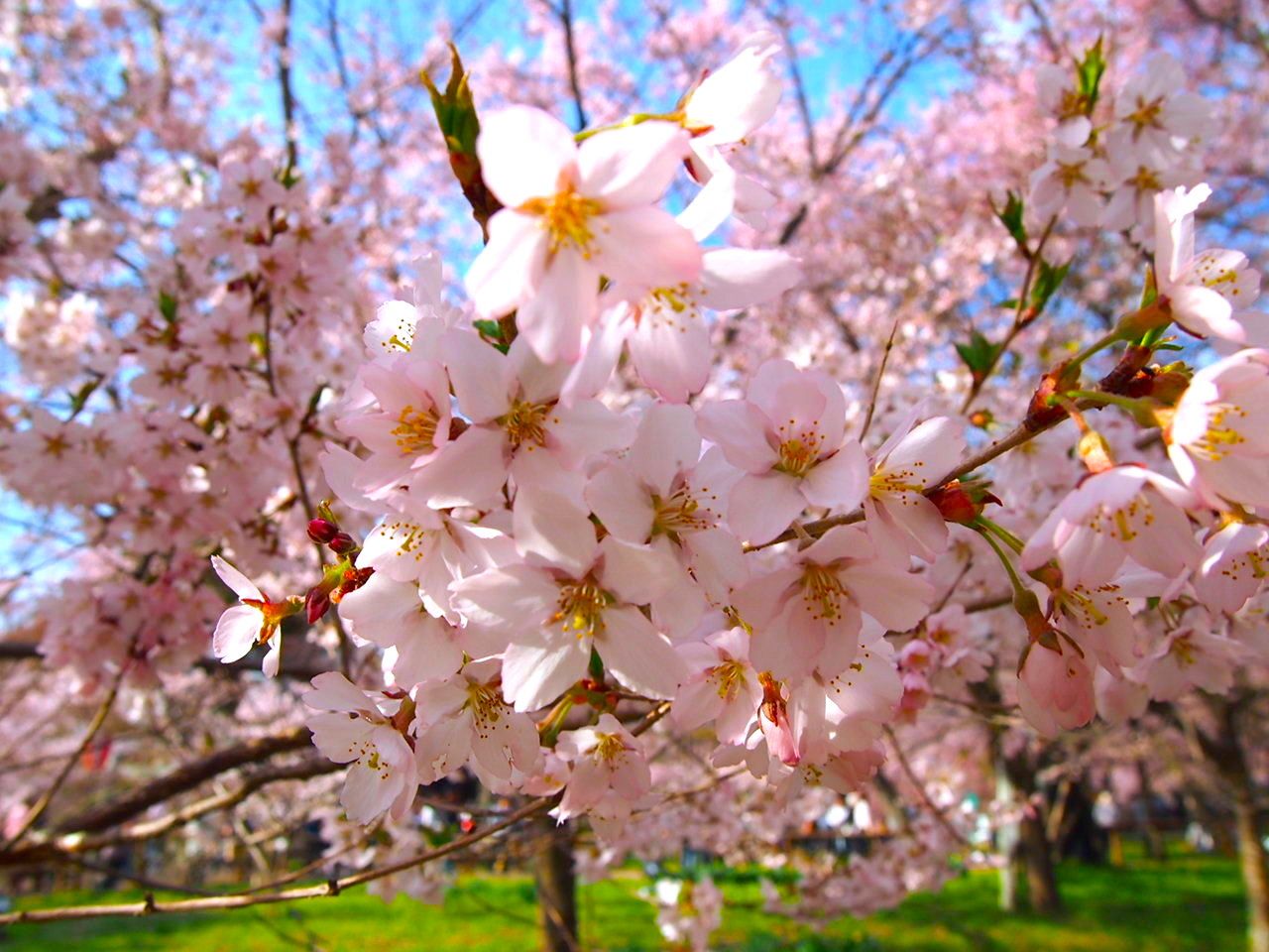 ４月中旬が見頃 長野県 高遠城址公園 に咲く満開の桜を見に行こう 長野県 Lineトラベルjp 旅行ガイド