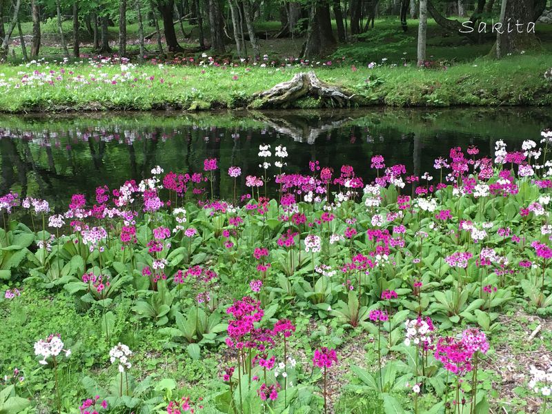 美しくて鳥肌 6月の奥日光はクリンソウ花咲く 千手ケ浜 がおすすめ 栃木県 Lineトラベルjp 旅行ガイド