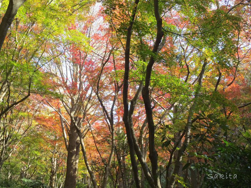 苔 シダ 紅葉の美空間 鎌倉アルプス 獅子舞コース の魅力とは 神奈川県 Lineトラベルjp 旅行ガイド