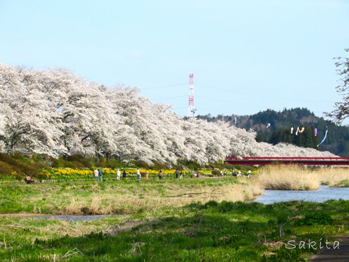 桜並木が両岸5キロ 福島 夏井千本桜は4月中 下旬が見頃 福島県 Lineトラベルjp 旅行ガイド