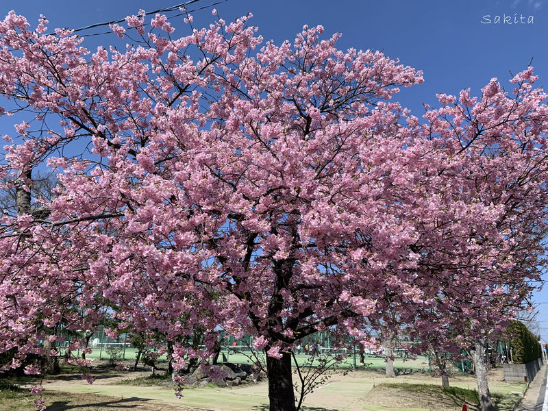 千葉で2 3月に河津桜が見たい おすすめの早咲き桜並木3選 千葉県 Lineトラベルjp 旅行ガイド