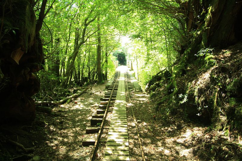 00歳超えの大樹たちを撮ろう 屋久島 日帰り縄文杉コース 鹿児島県 Lineトラベルjp 旅行ガイド