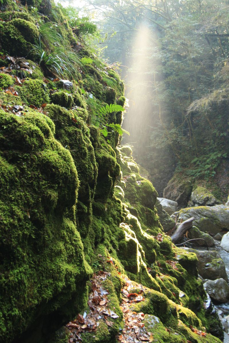 あなたは苔派 それとも滝派 徳島 轟の滝 は神秘を感じる秘境の地 徳島県 Lineトラベルjp 旅行ガイド