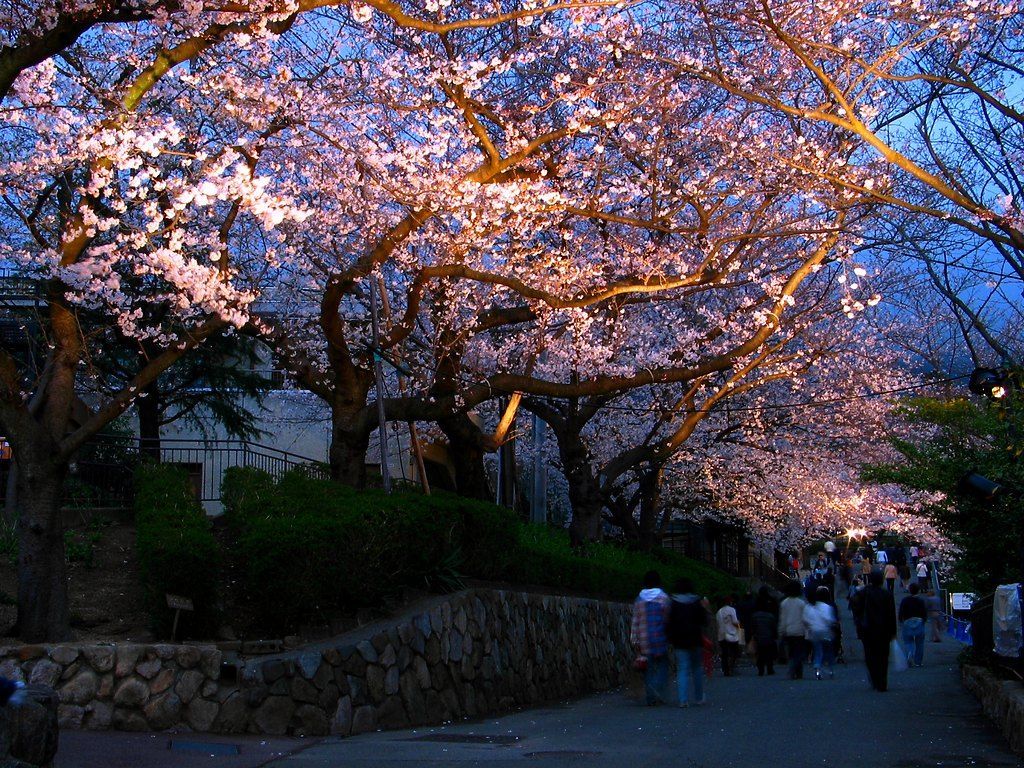 神戸市立王子動物園の桜の通り抜けは夜のライトアップがオススメ 兵庫県 Lineトラベルjp 旅行ガイド