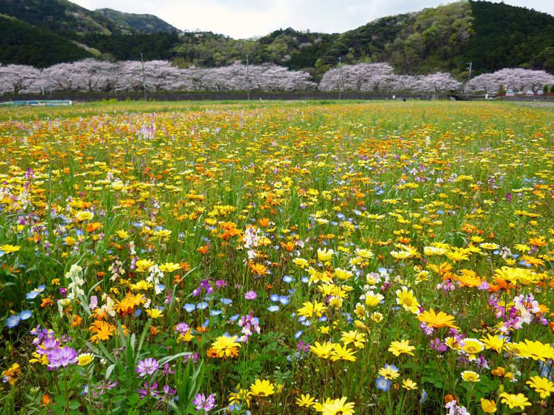 田んぼをつかった花畑と桜が凄い伊豆松崎 リアルかかしで人気沸騰 静岡県 Lineトラベルjp 旅行ガイド