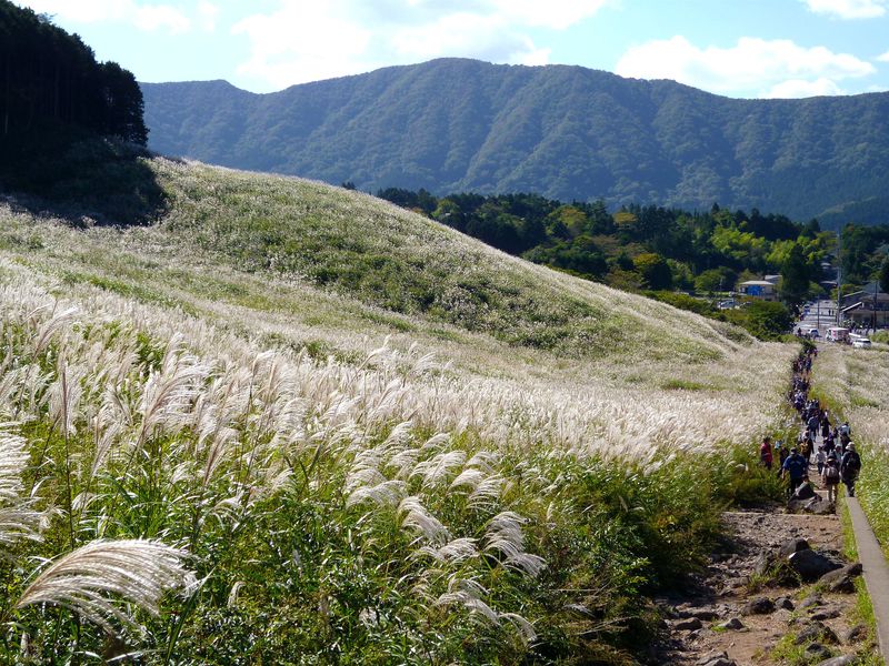 仙石原すすき草原 は秋の箱根で必見 黄金色の絶景を堪能するコツ 神奈川県 Lineトラベルjp 旅行ガイド