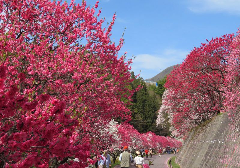 はなもも街道 月川温泉郷 花桃の里 の絶景 昼神温泉 妻籠宿まで 長野県 長野県 Lineトラベルjp 旅行ガイド