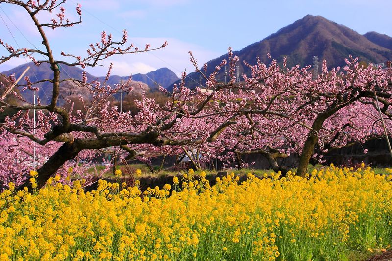 盆地に広がるピンク一色の桃の花が幻想的 春の山梨 御坂地区 山梨県 Lineトラベルjp 旅行ガイド