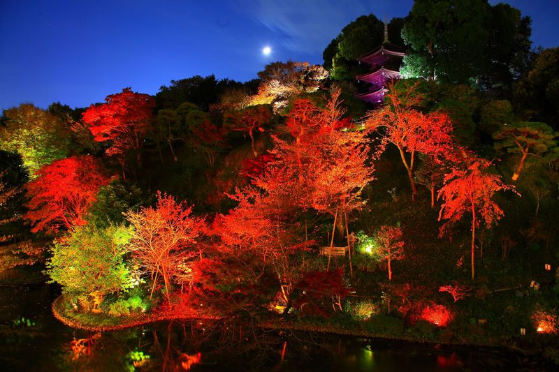 紅葉ライトアップと素敵な和食を ホテル椿山荘東京庭園 東京都 Lineトラベルjp 旅行ガイド