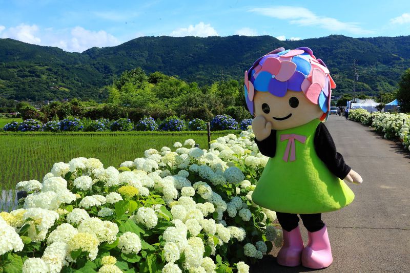 水田を取り囲む紫陽花は癒やし効果 開成町 あじさいの里 神奈川県 Lineトラベルjp 旅行ガイド