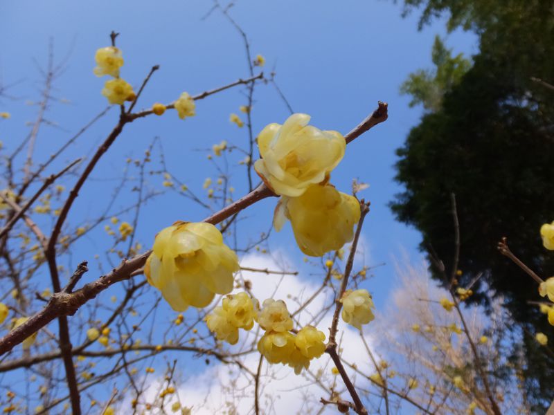 山に広がる黄色い花と甘い香り 神奈川 松田町寄ロウバイ園 神奈川県 Lineトラベルjp 旅行ガイド