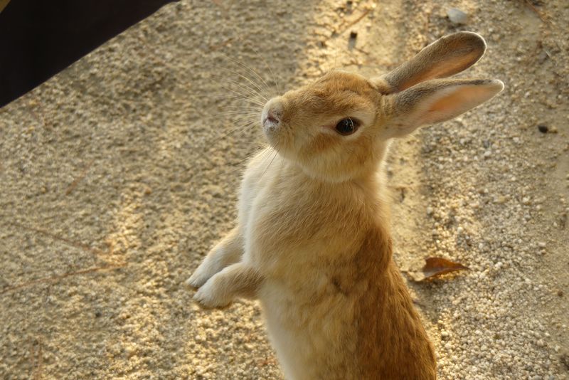 広島の ウサギ島 大久野島でウサギに愛されるための完全ガイド 広島県 Lineトラベルjp 旅行ガイド
