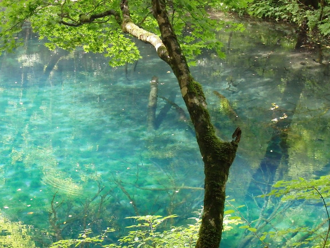 世界遺産の白神山地 十二湖 の神秘的な青い池は２つ 青森県 Lineトラベルjp 旅行ガイド