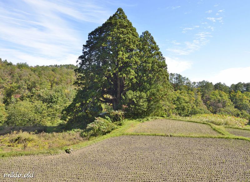 山形県で最大級の杉の巨木 松保の大杉 一樹で森を成す里山の御神木 山形県 Lineトラベルjp 旅行ガイド