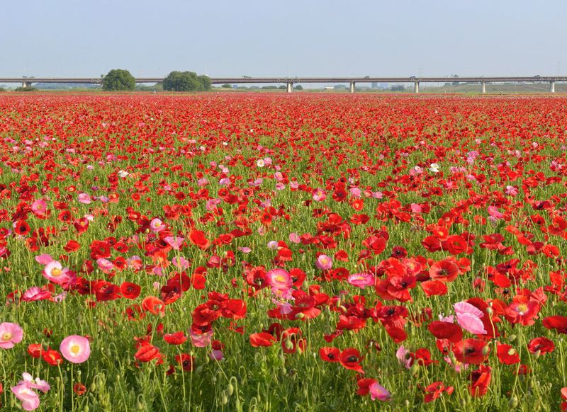 主役はポピーの花畑 ５月に埼玉 鴻巣で巡る３つの日本一 埼玉県 Lineトラベルjp 旅行ガイド