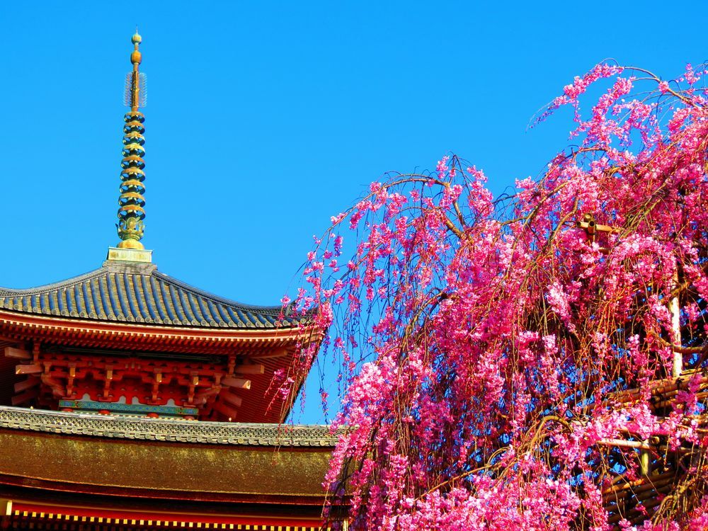 京都の名所 清水寺 で春を満喫 桜とお寺は日本の美 京都府 Lineトラベルjp 旅行ガイド