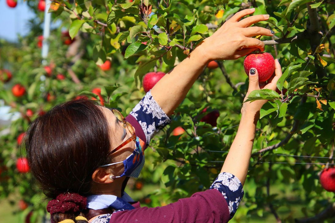 りんご生産量日本一の青森県で収穫体験できる「弘前りんご公園