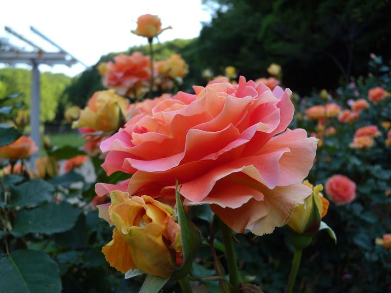 じっくりバラをながめたいならココ 千葉県の穴場的 バラ園 ベスト４ 千葉県 Lineトラベルjp 旅行ガイド