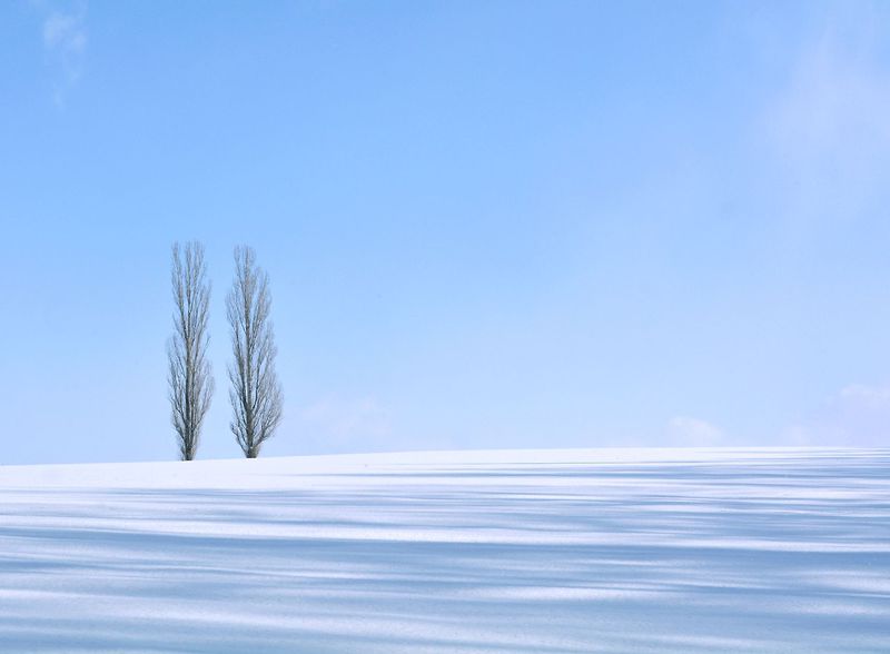 一度は行きたい！幻想的な雪の美瑛を満喫できる「ネイチャー・フォト・トレック」 | 北海道 | トラベルjp 旅行ガイド