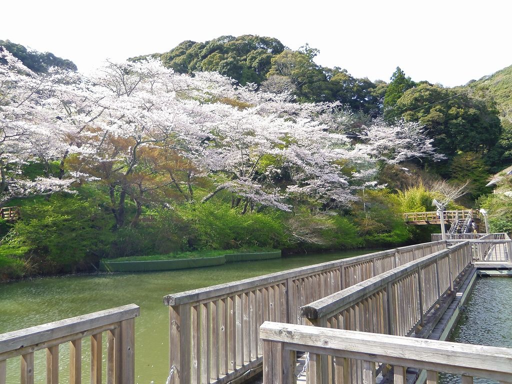 浜松 奥山公園 の桜は浮橋からの観桜が人気 静岡県 Lineトラベルjp 旅行ガイド