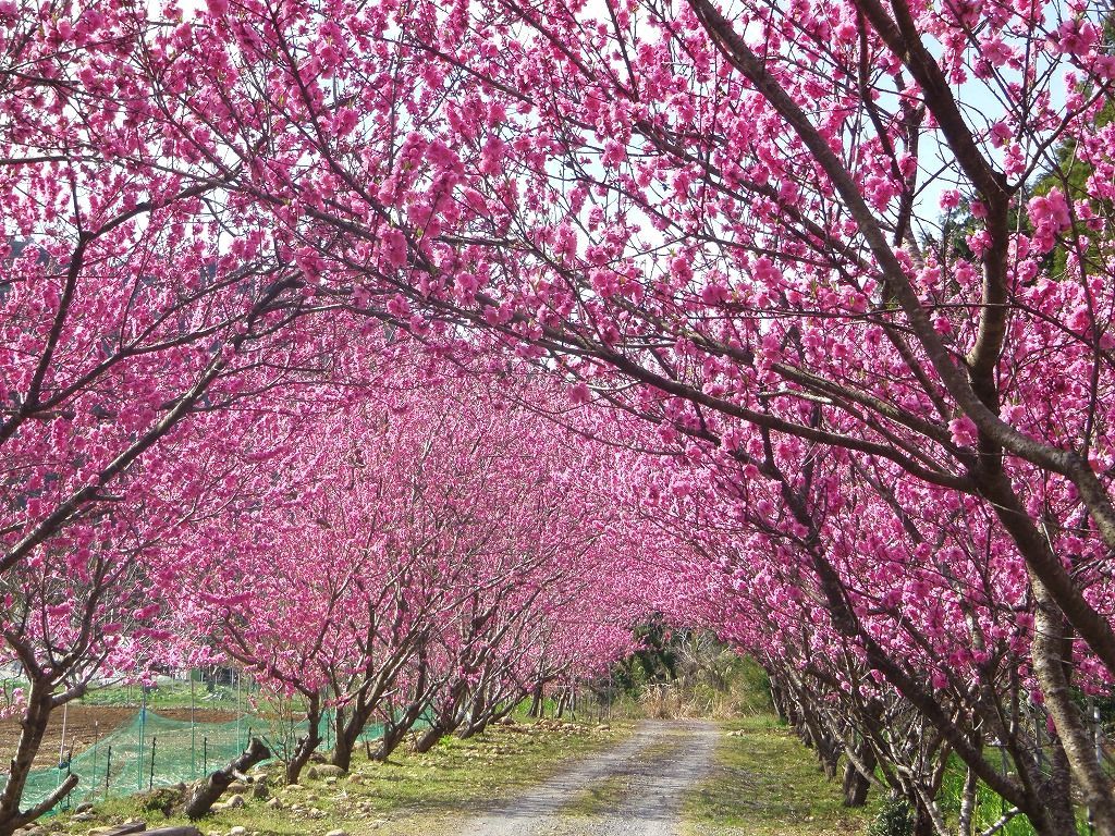 ダム湖畔を彩る花桃 浜松天竜 花桃の里ガーデン 静岡県 Lineトラベルjp 旅行ガイド