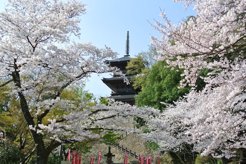 島根にもあった 清水寺 穴場の絶景桜スポットに驚嘆 島根県 Lineトラベルjp 旅行ガイド