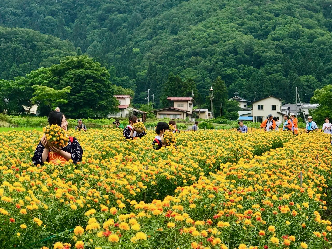 日本遺産認定 山形紅花まつり 紅花娘写真撮影会に参加しよう 山形県 Lineトラベルjp 旅行ガイド