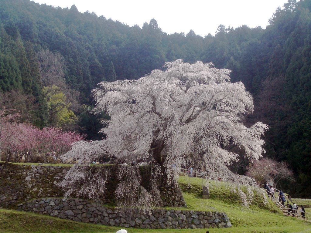 樹齢300年 あの戦国武将も愛した奈良 宇陀 又兵衛桜 奈良県 Lineトラベルjp 旅行ガイド