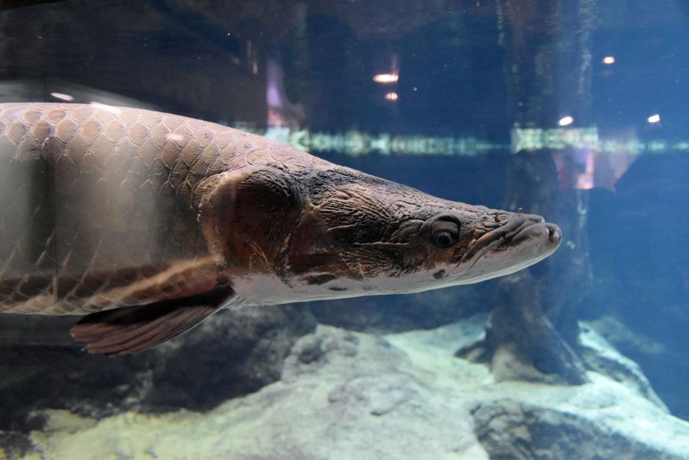 Snsで話題 水以外何も無い謎の水槽 かごしま水族館 見所4選 鹿児島県 Lineトラベルjp 旅行ガイド