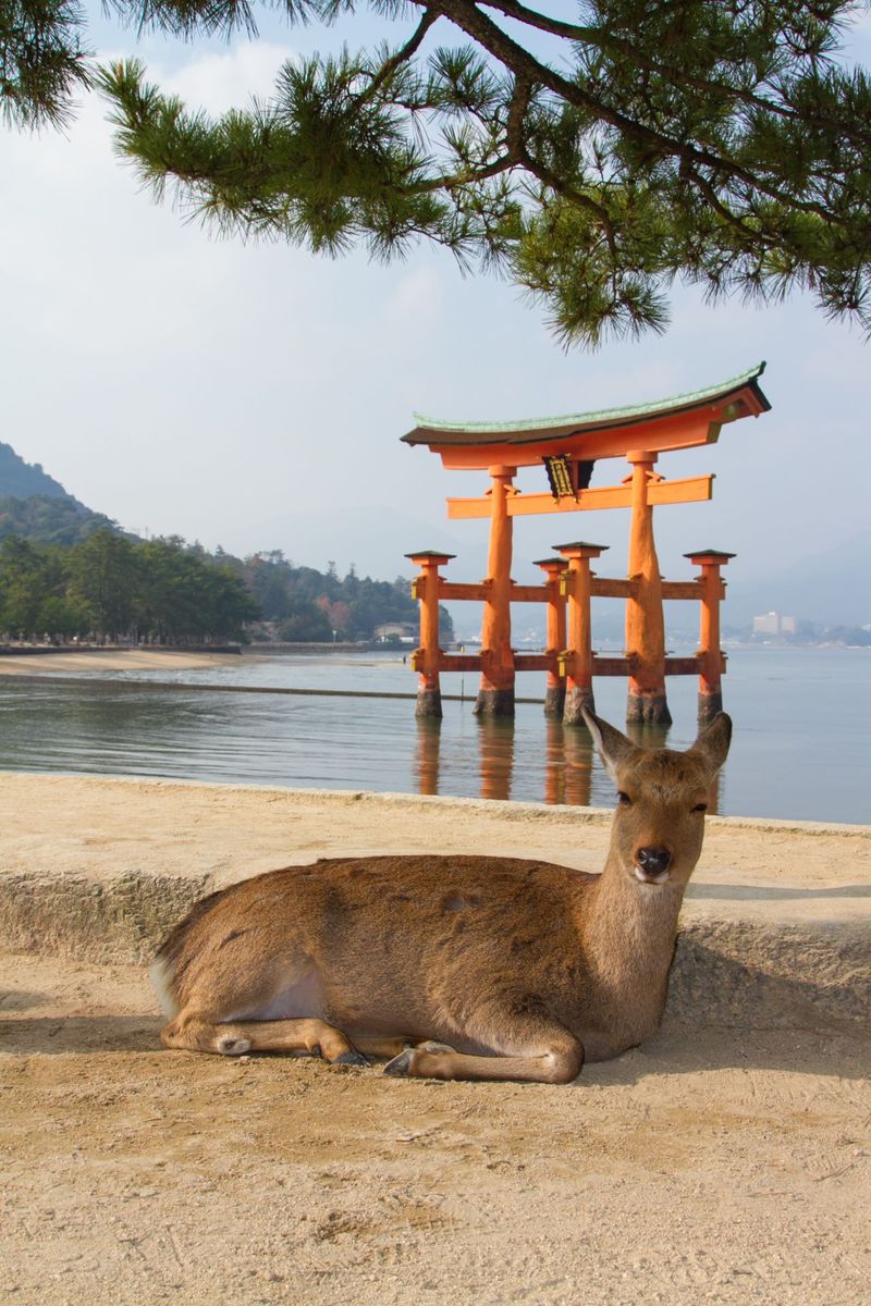 人と通じる お辞儀する鹿 宮島に生息する鹿5タイプを探索 広島県 Lineトラベルjp 旅行ガイド