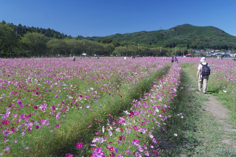 コスモス畑もお勧め 埼玉県 巾着田 は彼岸花だけじゃない 埼玉県 Lineトラベルjp 旅行ガイド