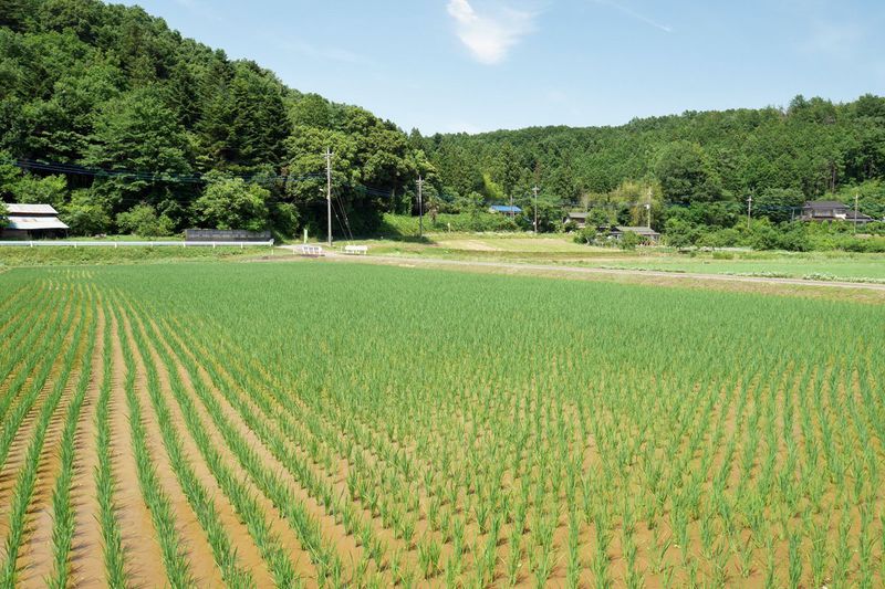 長閑で美しい日本の原風景 埼玉県鳩山町高野倉で田園散歩 埼玉県 Lineトラベルjp 旅行ガイド